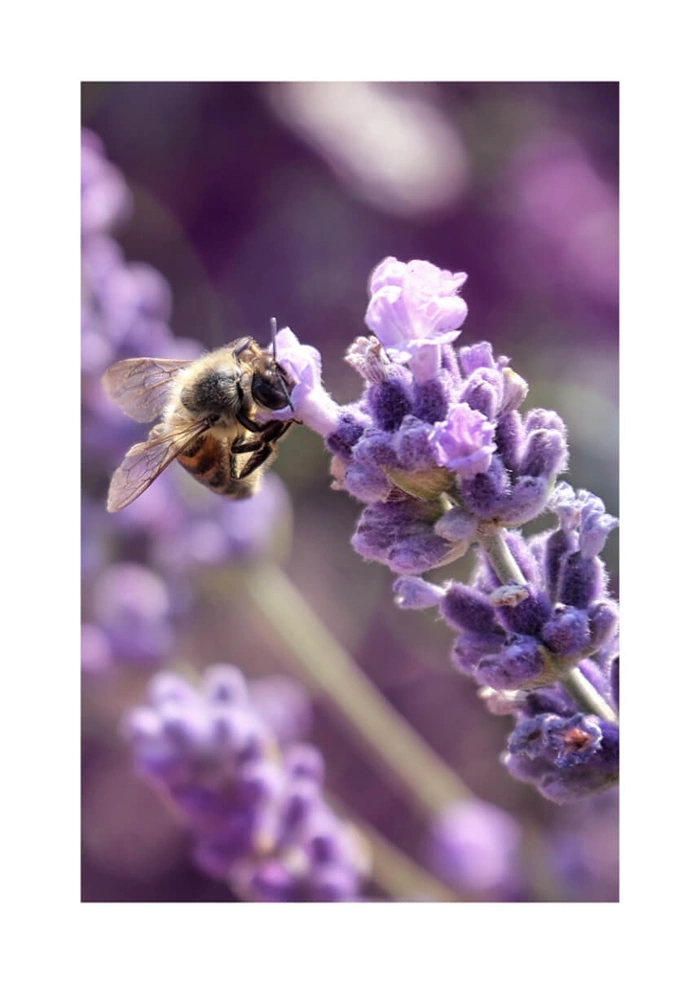 Lavendel