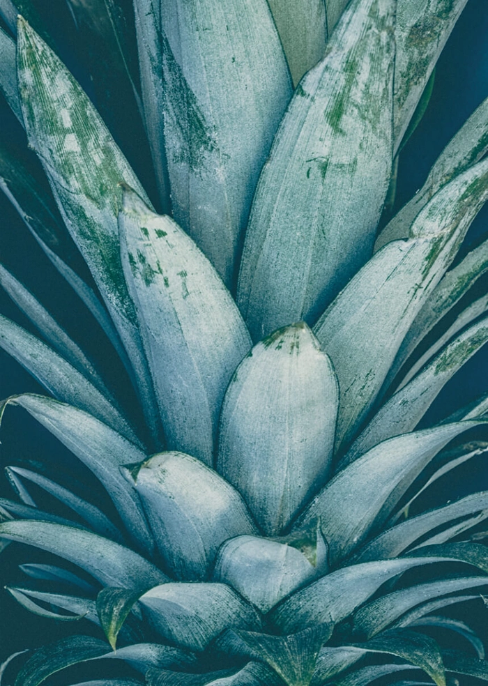 Ananas