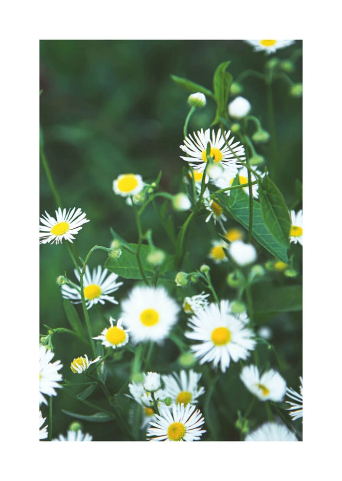 Daisies