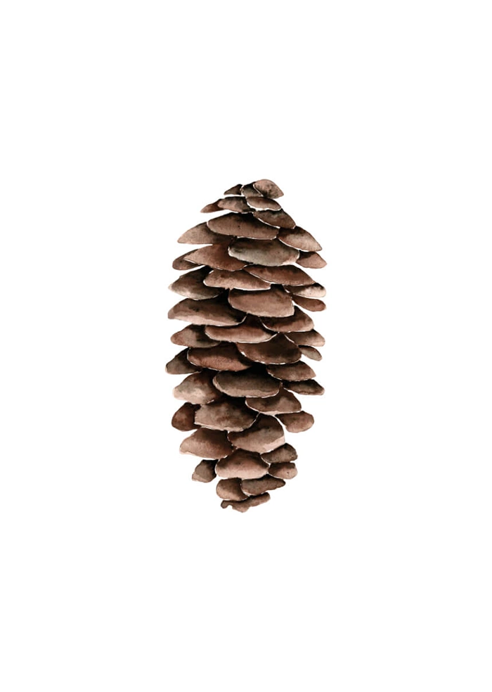 Pinecone