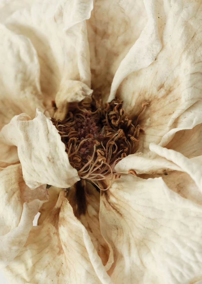 Blume