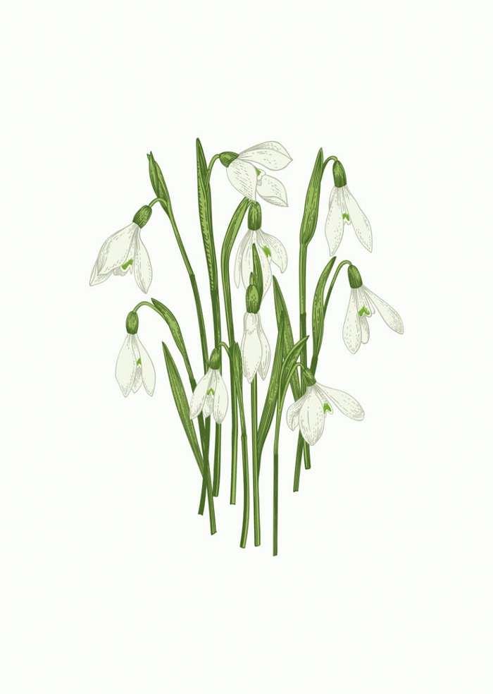 Snowdrops
