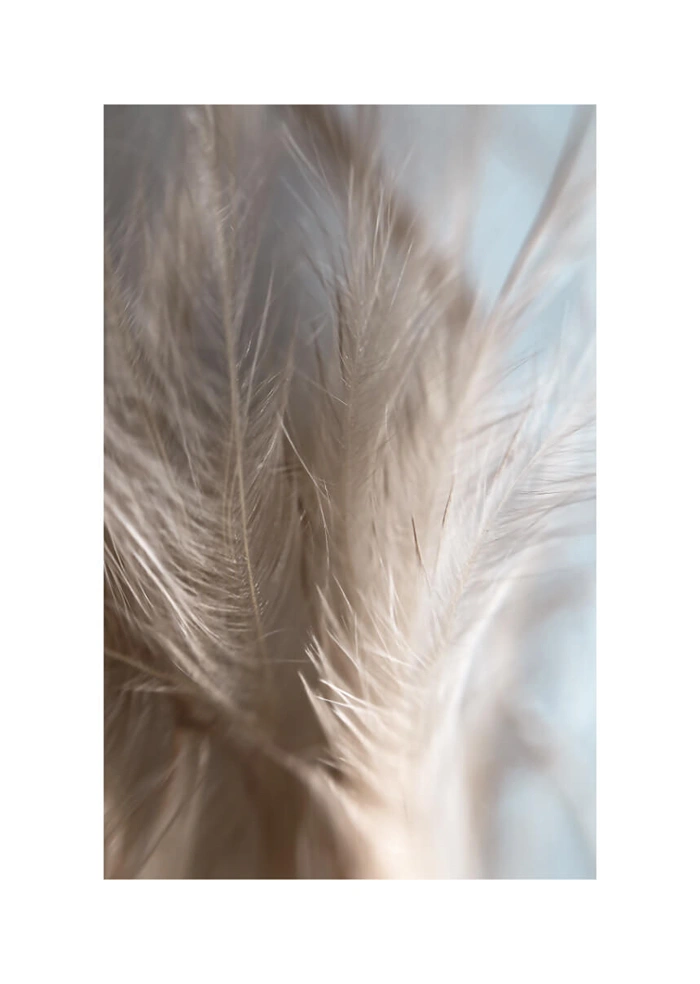 Feathers