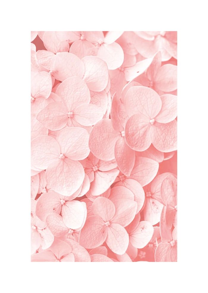 Hydrangeas