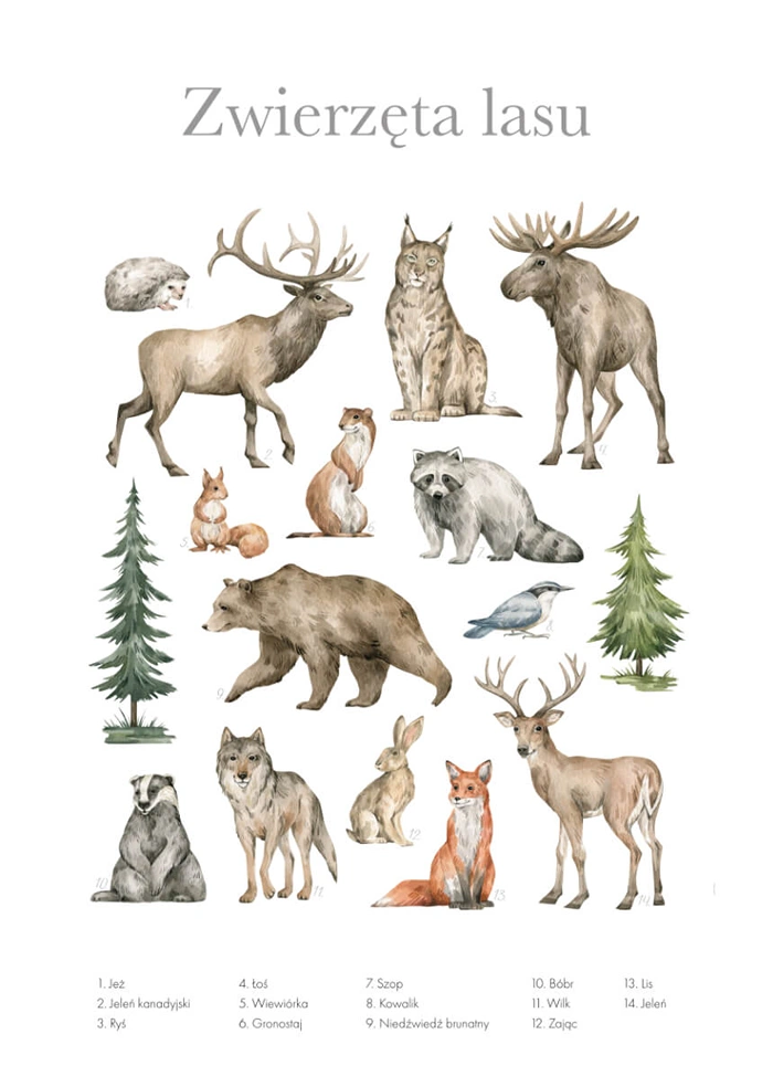 Forest animals
