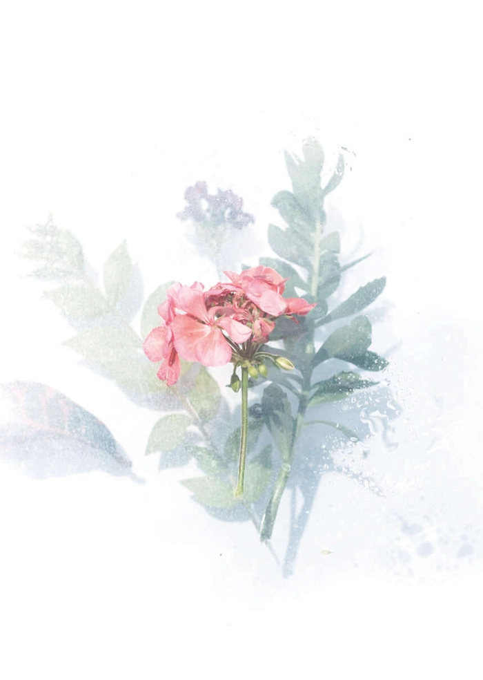 Blume
