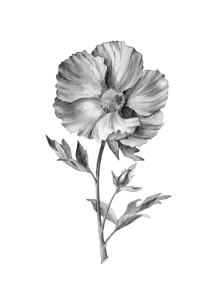 Mohnblumen