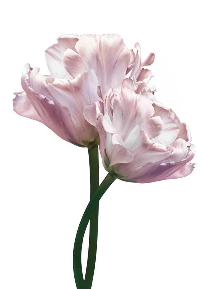 Tulpen
