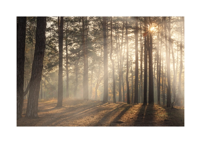 Waldspaziergang