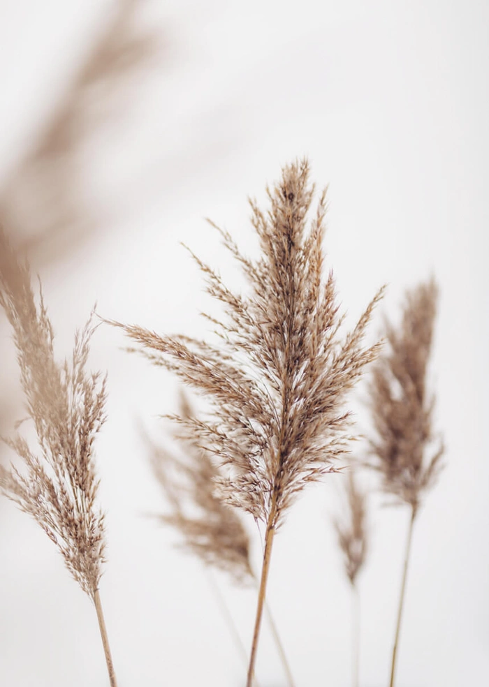 Gras