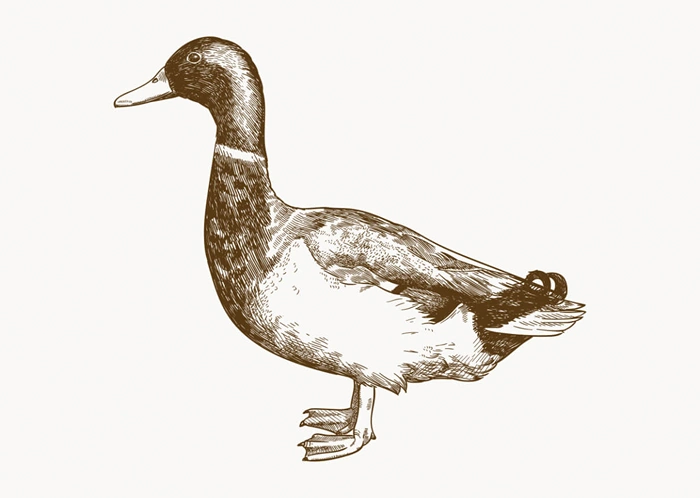 Ente