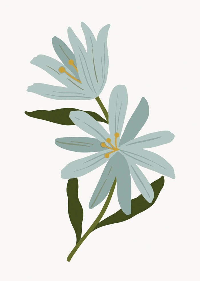 Blume
