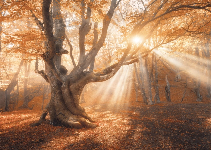Herbstbaum