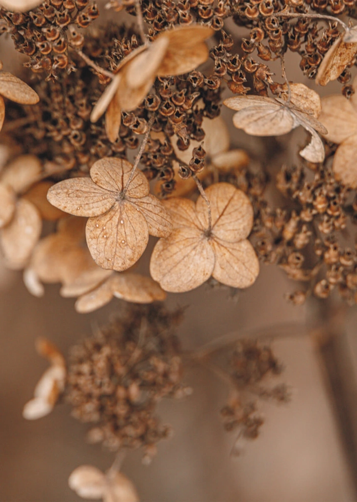 Herbst