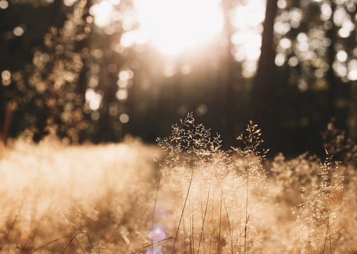 Herbstsonne