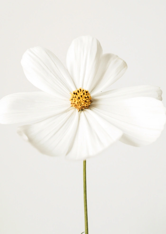 Daisy