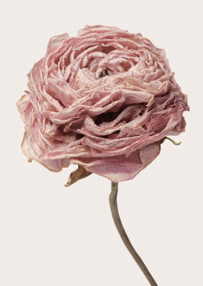 Blume