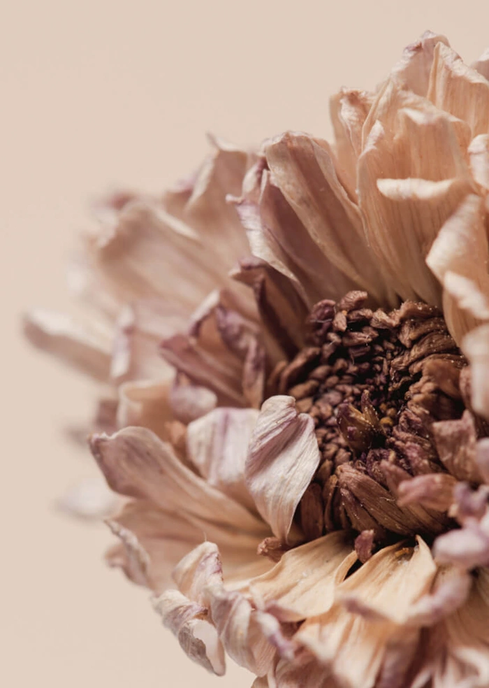 Blume
