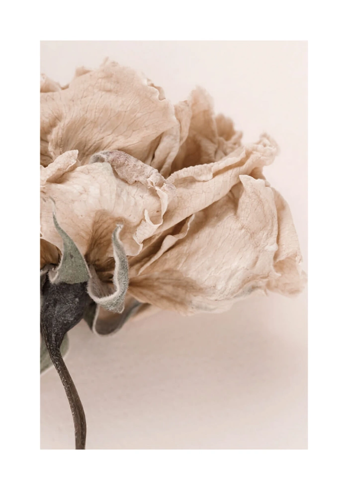 Blume