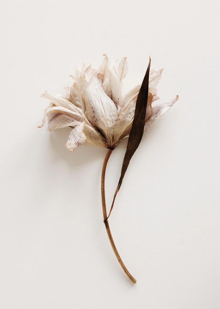 Blume