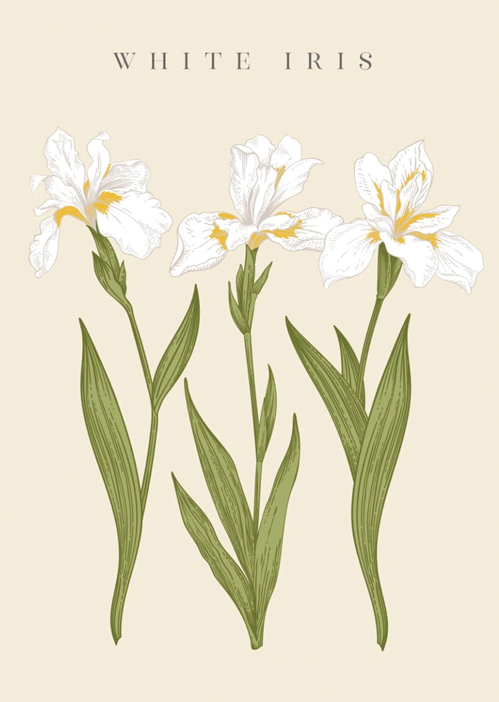 weiße Iris