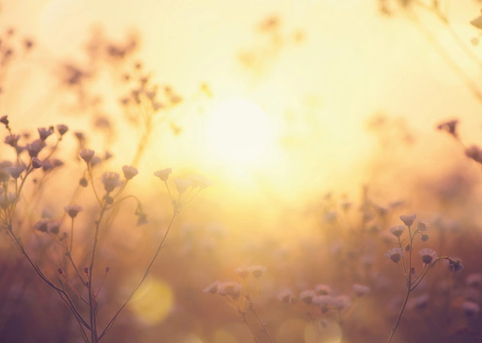 In der Sonne