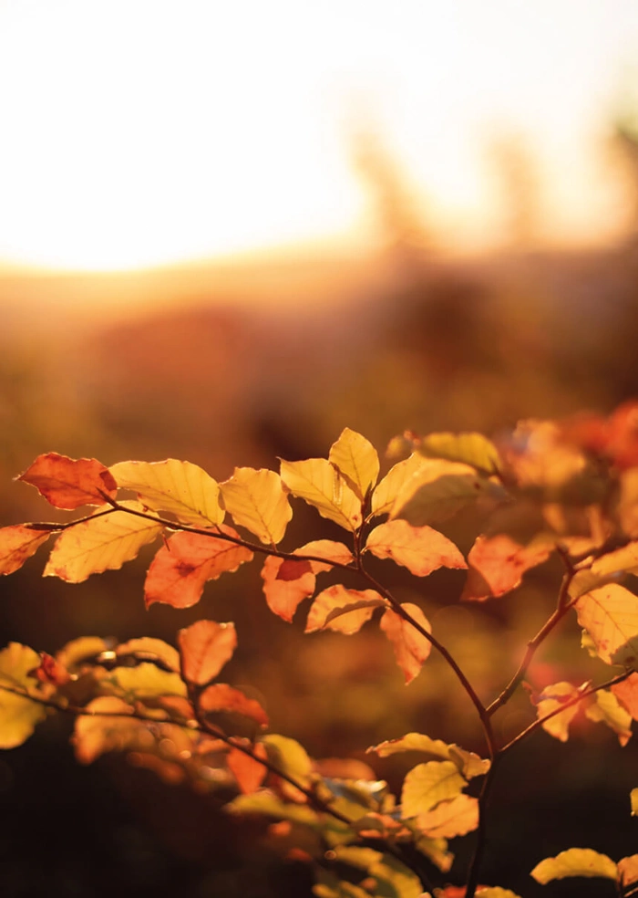 Autumn time