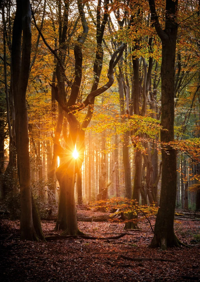 Herbstwald