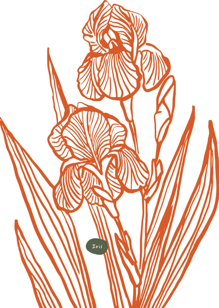 Iris