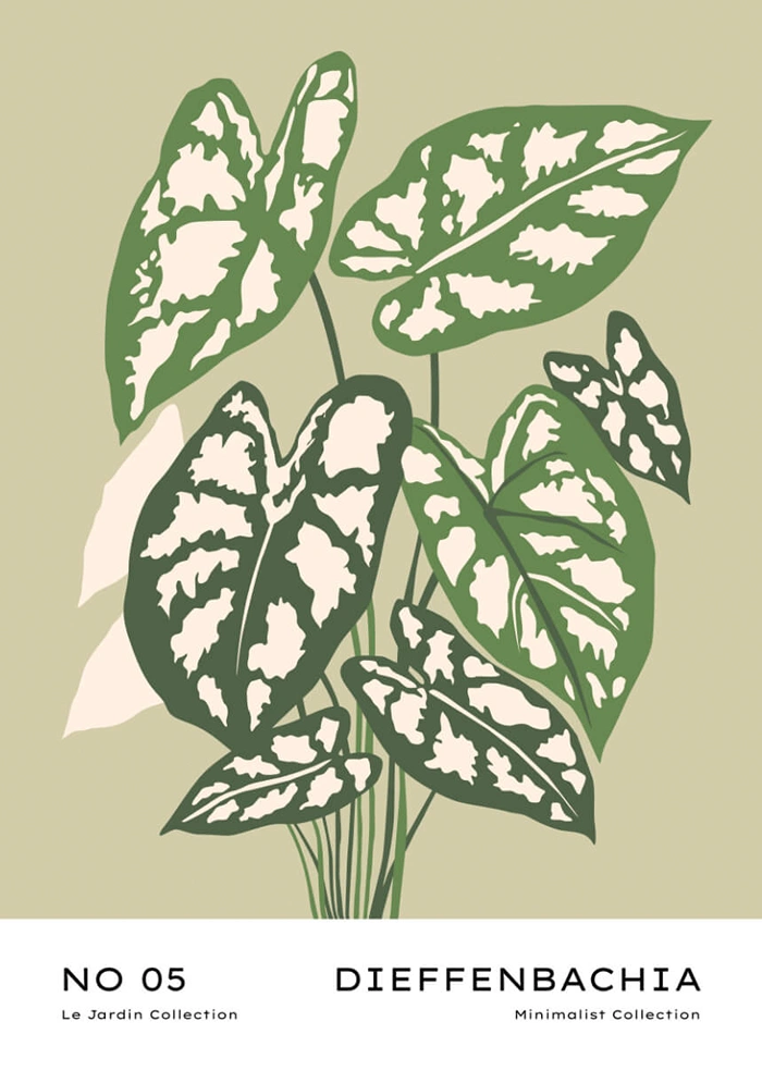 Dieffenbachia