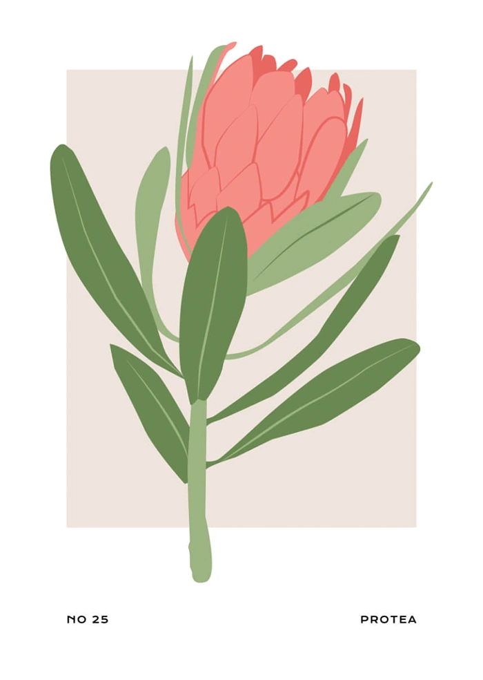 Protea