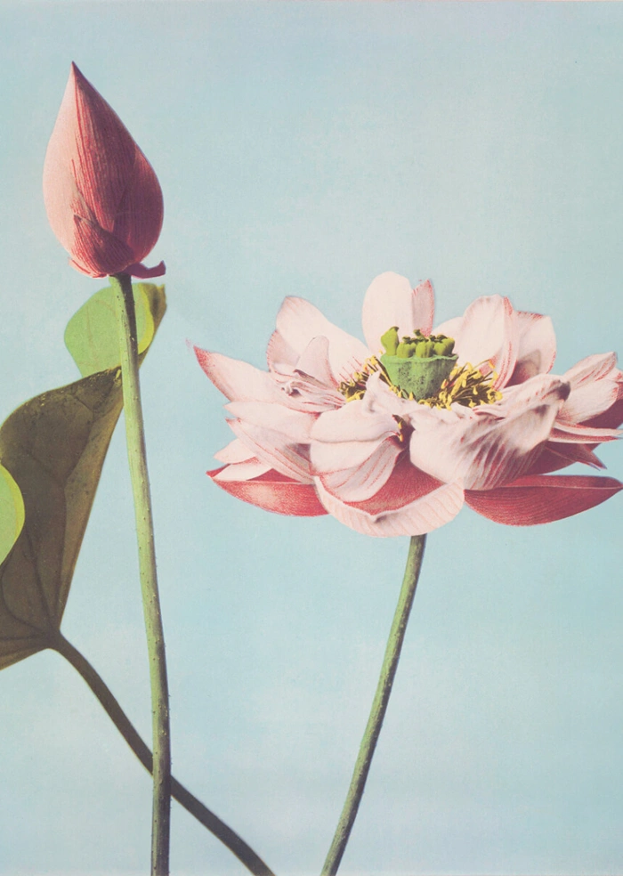 Rosa Blume