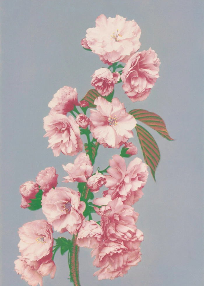 Rosa Blume