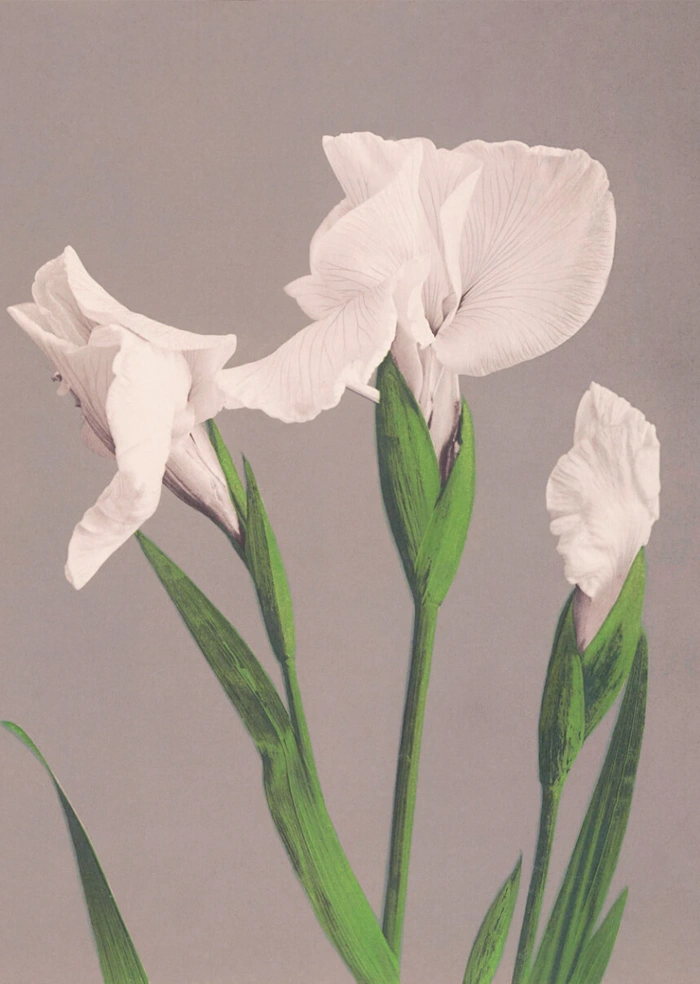Weißer Iris