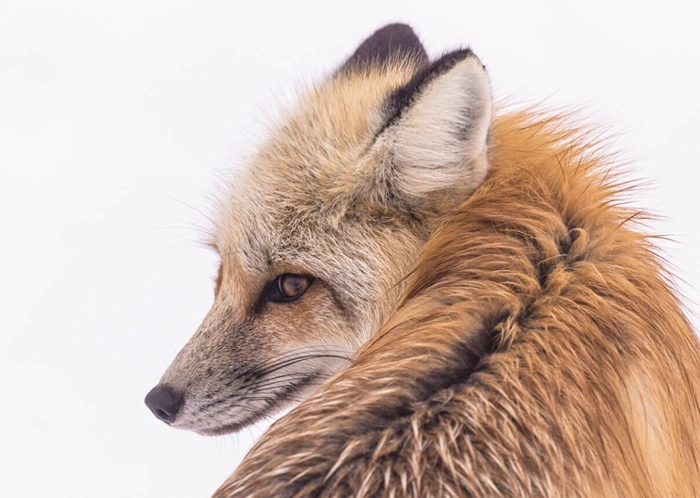 Fuchs
