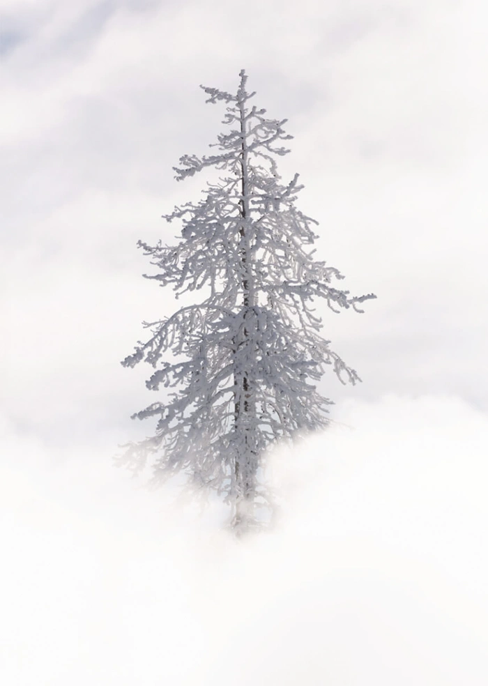 Baum
