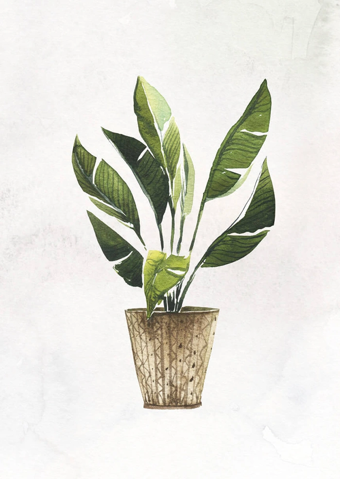 Plant in the pot