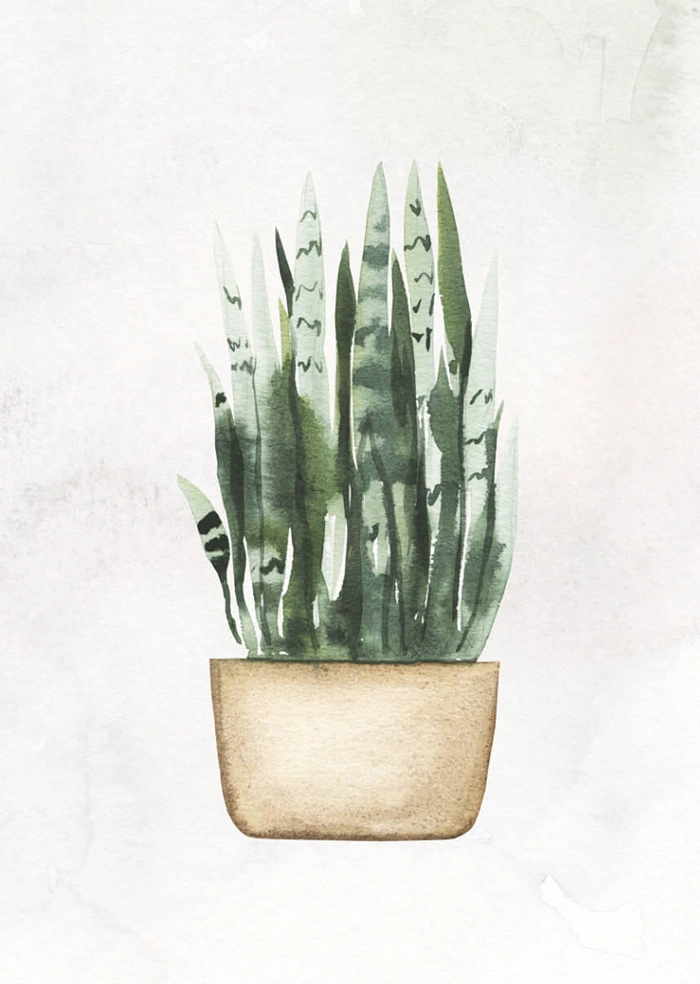 Plant in the pot