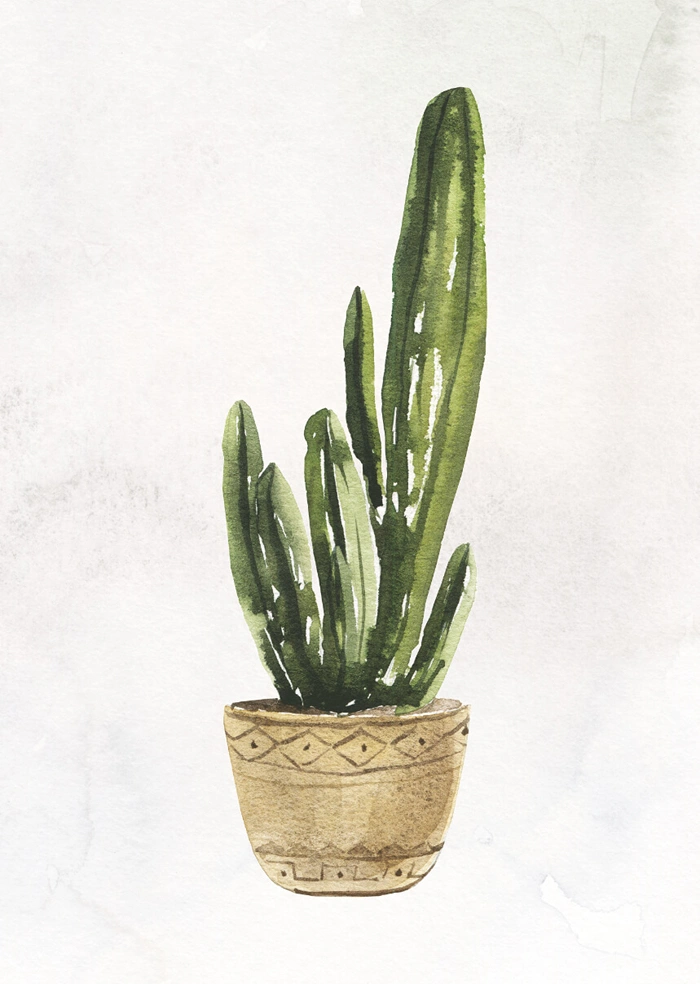 Plant in the pot