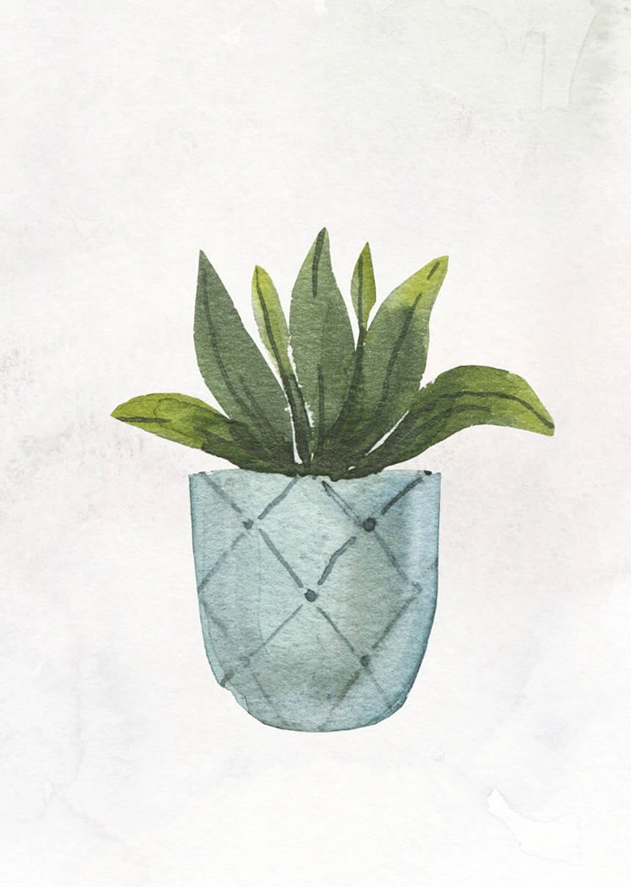 Plant in the pot