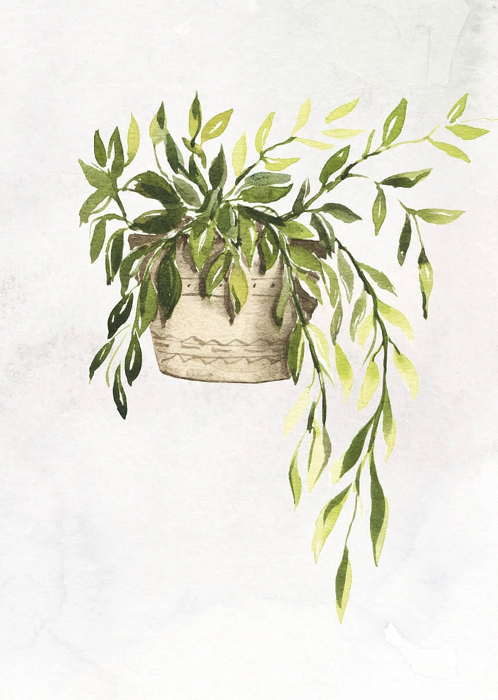 Plant in the pot