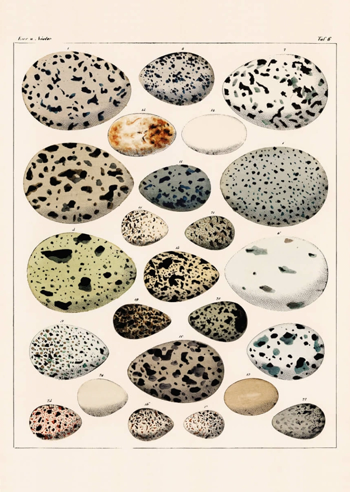 Eier