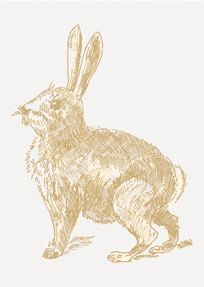 Hase