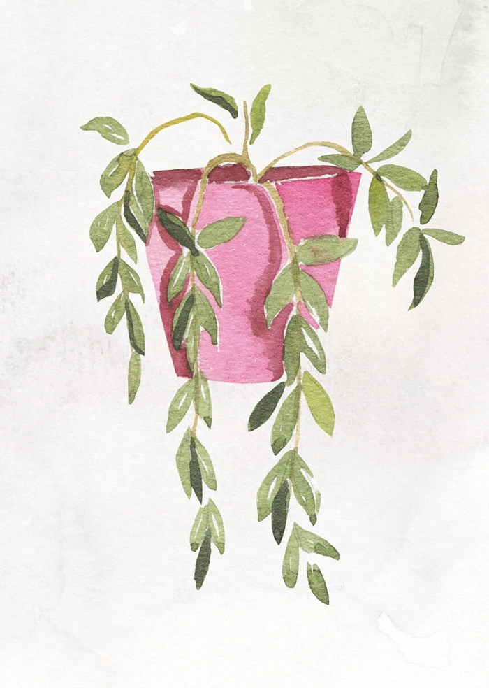 Plant in the pot