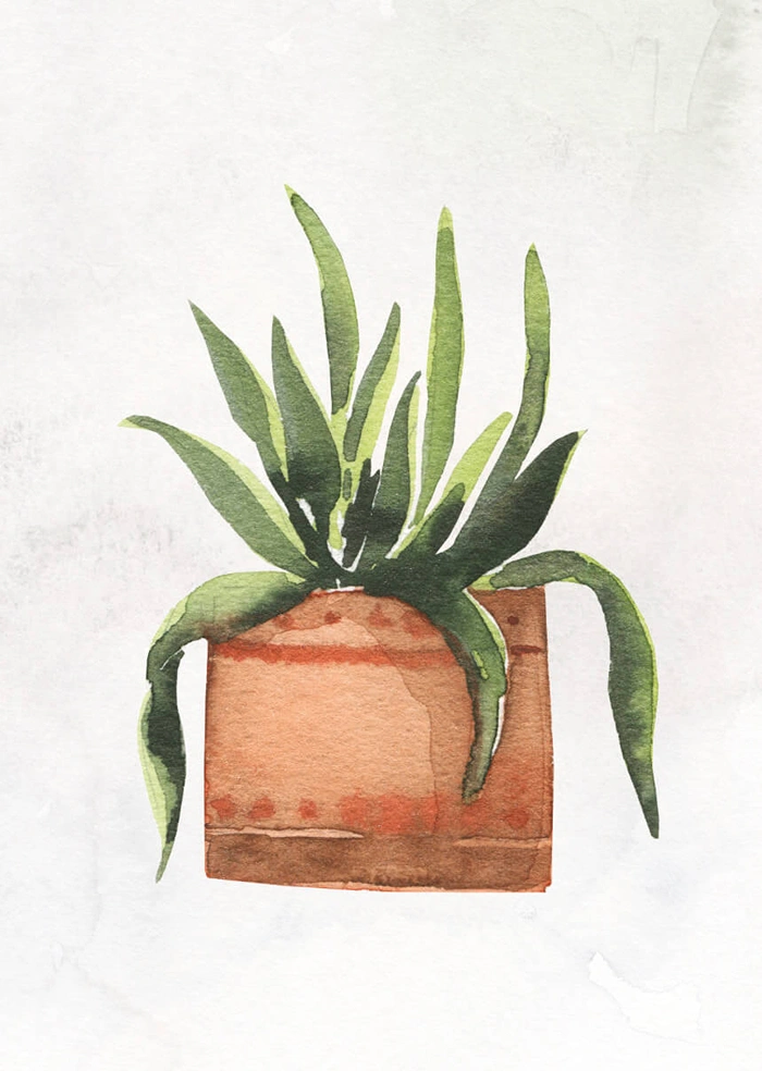 Plant in the pot