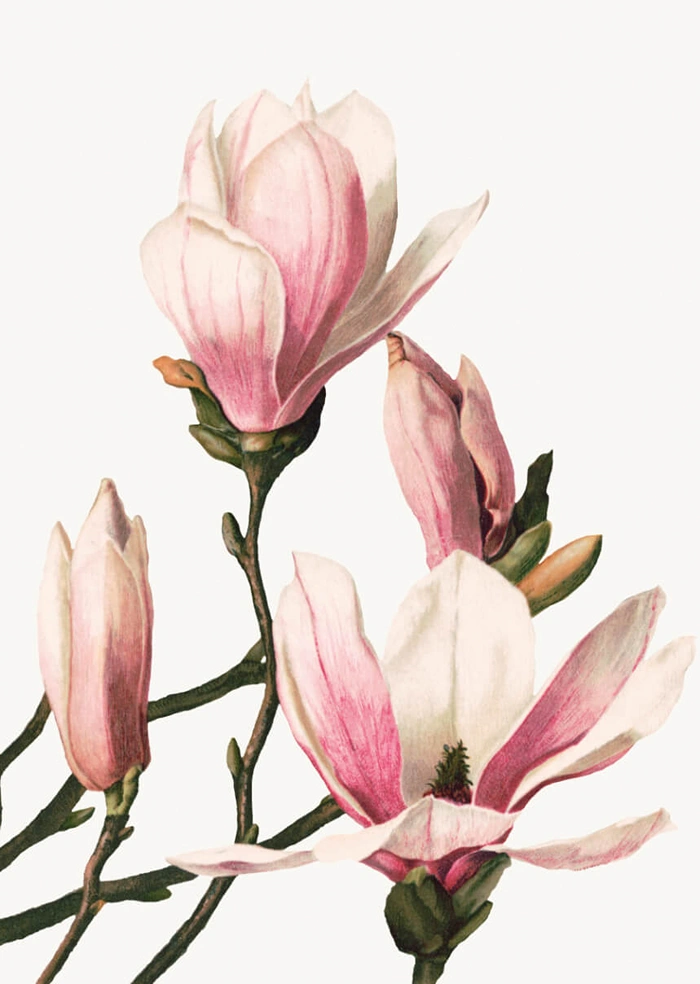 Magnolie