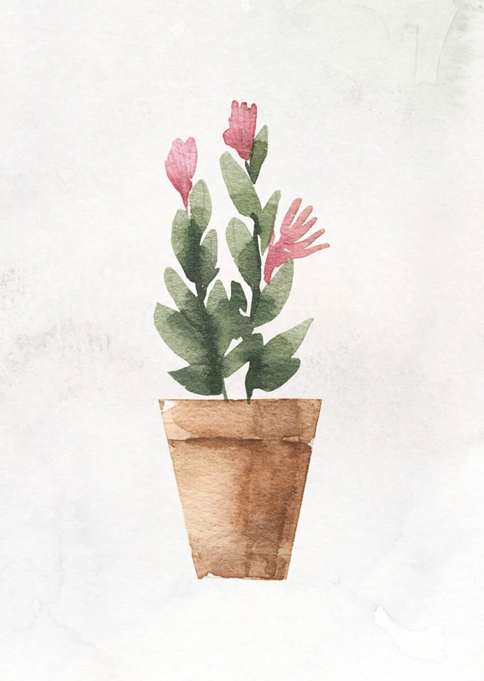 Plant in the pot