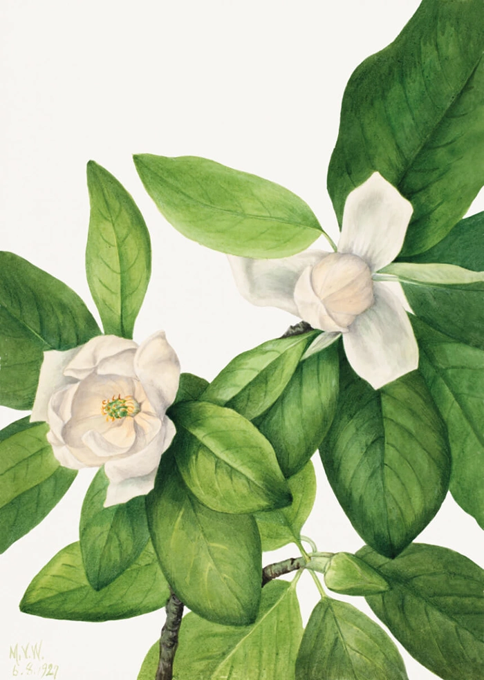 Magnolie