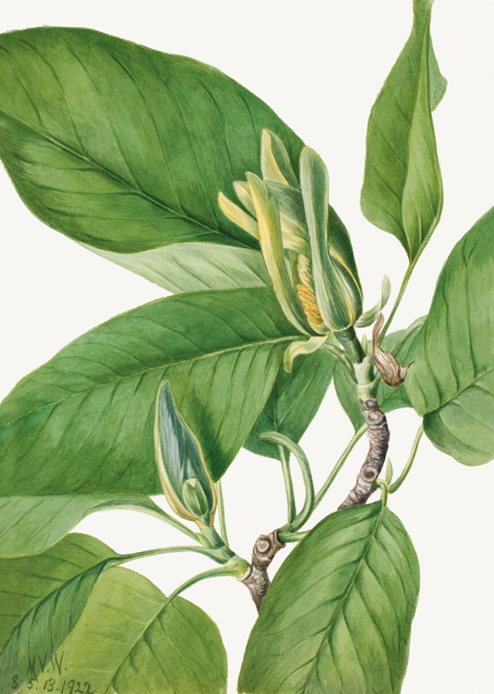 Magnolie