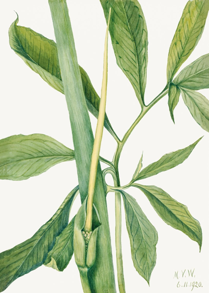 Philodendron